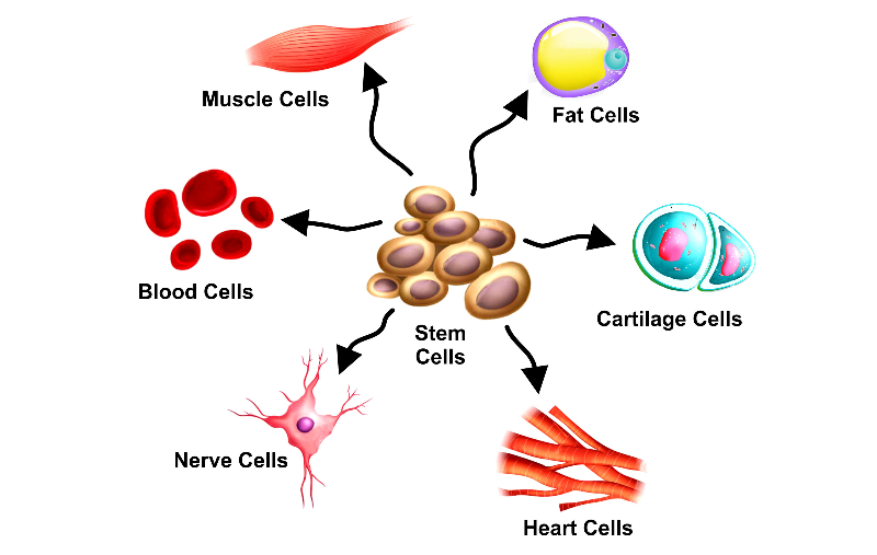 What is a Stem Cell?